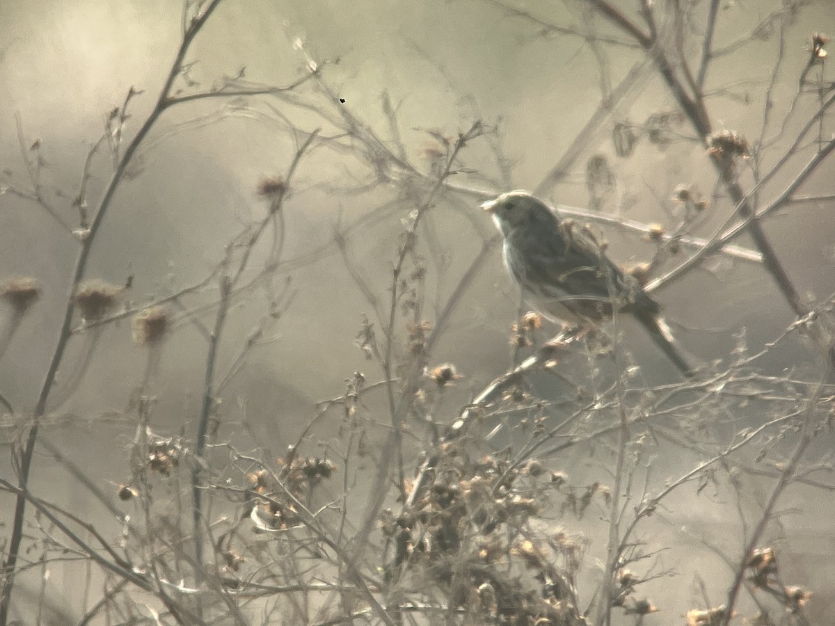 Savannah Sparrow - ML637132302