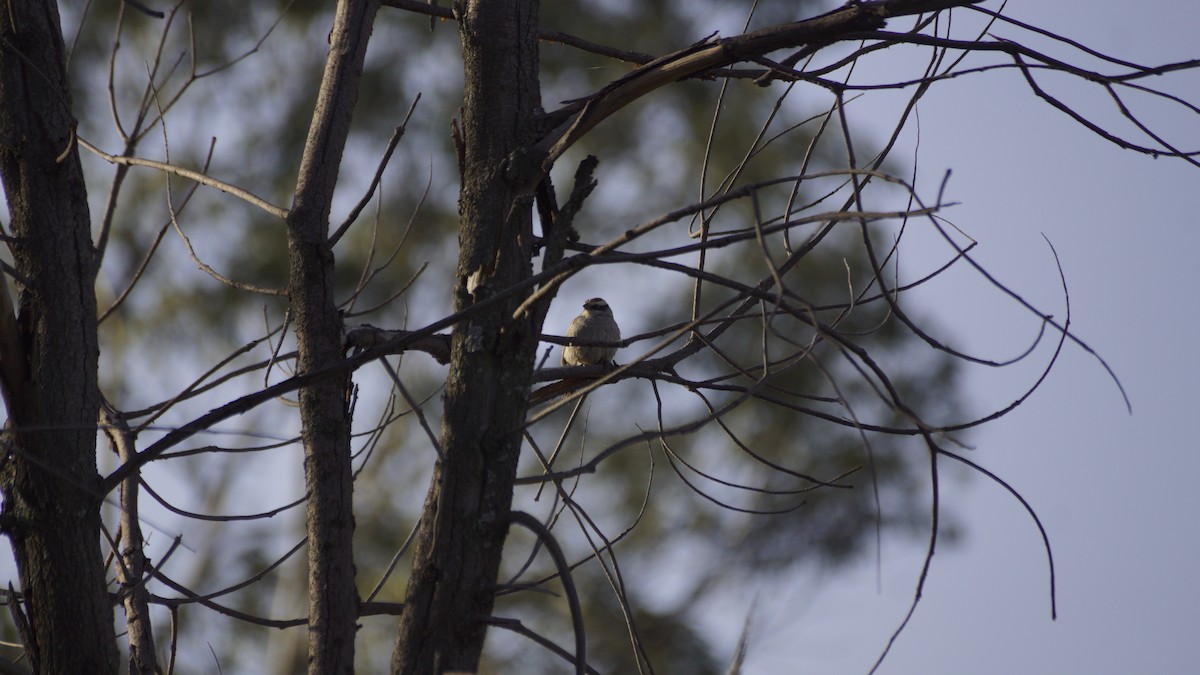 Striped Sparrow - ML637132303