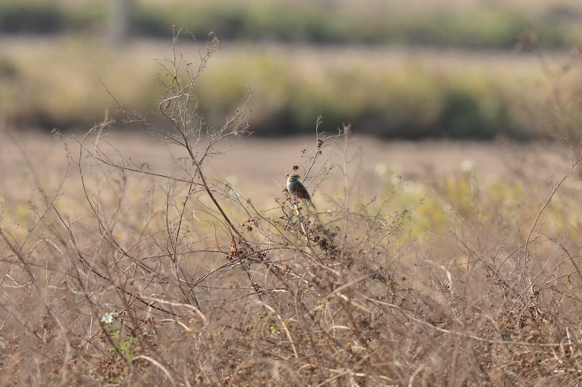 Savannah Sparrow - ML637132306