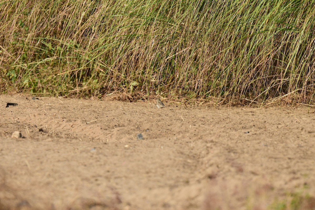 Savannah Sparrow - ML637132308