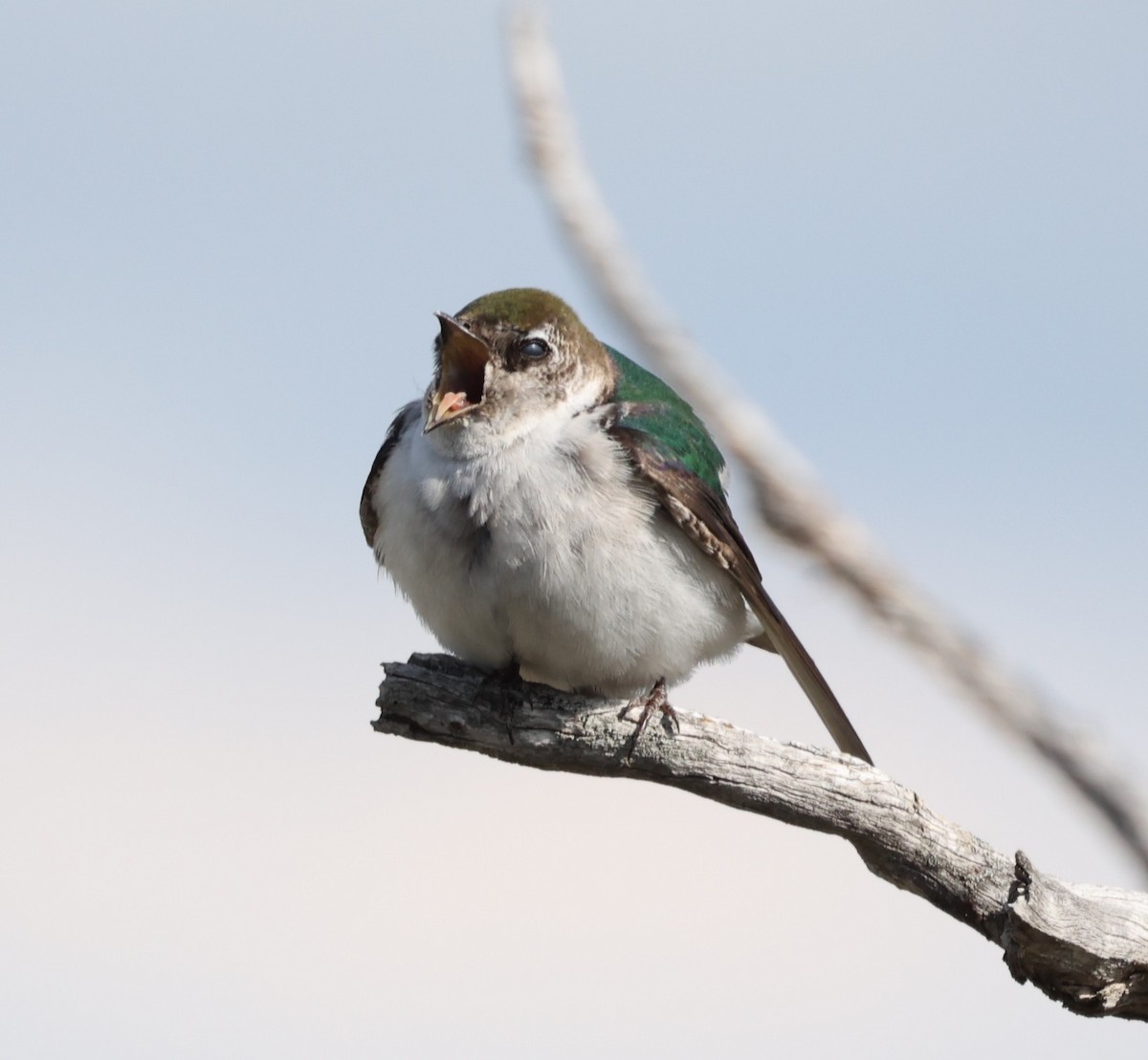 Violet-green Swallow - ML637132337