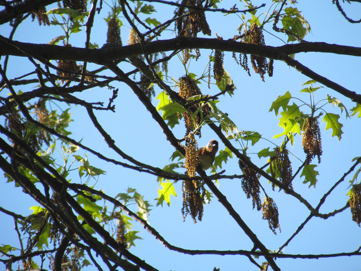 Bay-breasted Warbler - ML637132368
