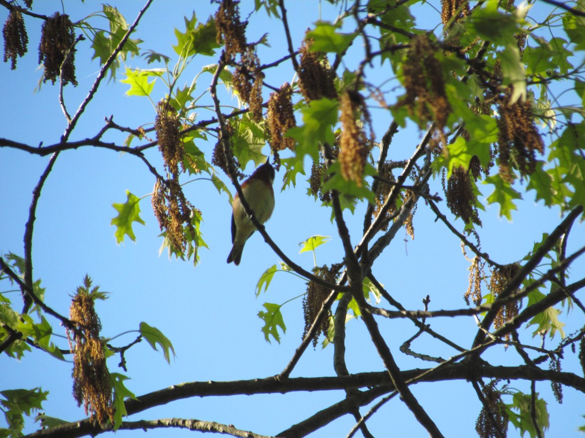 Bay-breasted Warbler - ML637132369