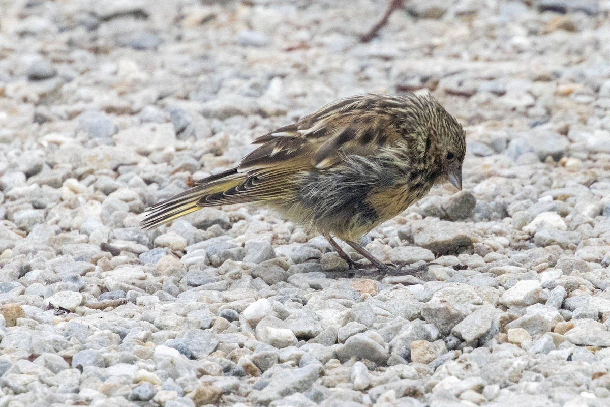 White-bridled Finch - ML637132371
