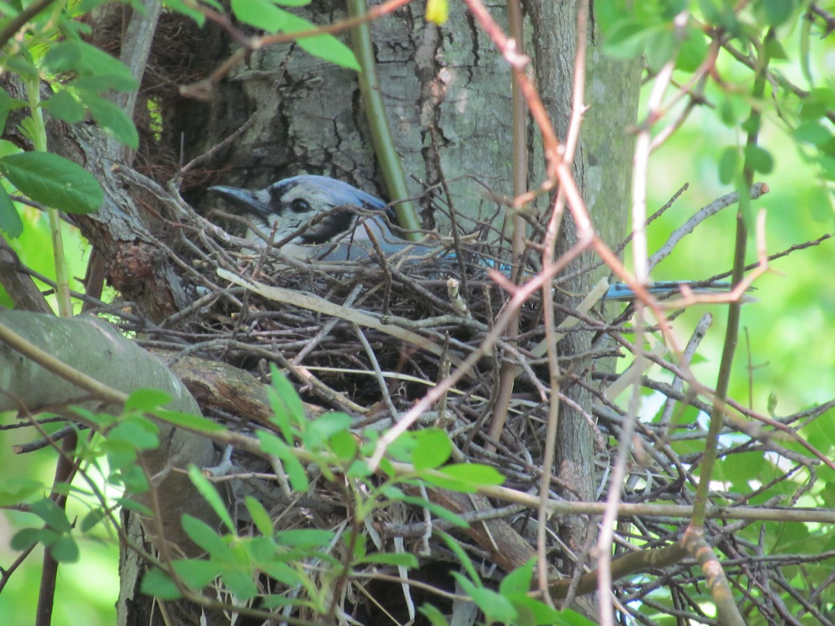 Blue Jay - ML637132381