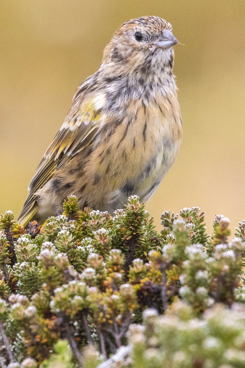 White-bridled Finch - ML637132404