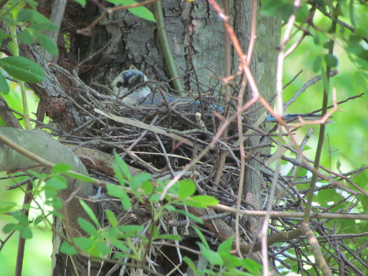 Blue Jay - ML637132407