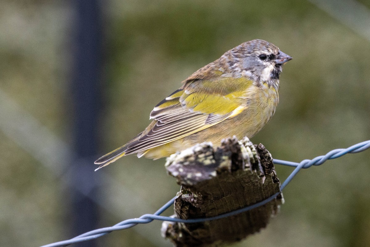 White-bridled Finch - ML637132412