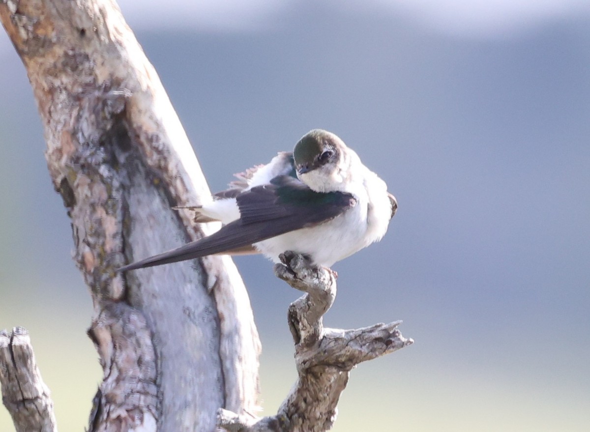 Violet-green Swallow - ML637132422