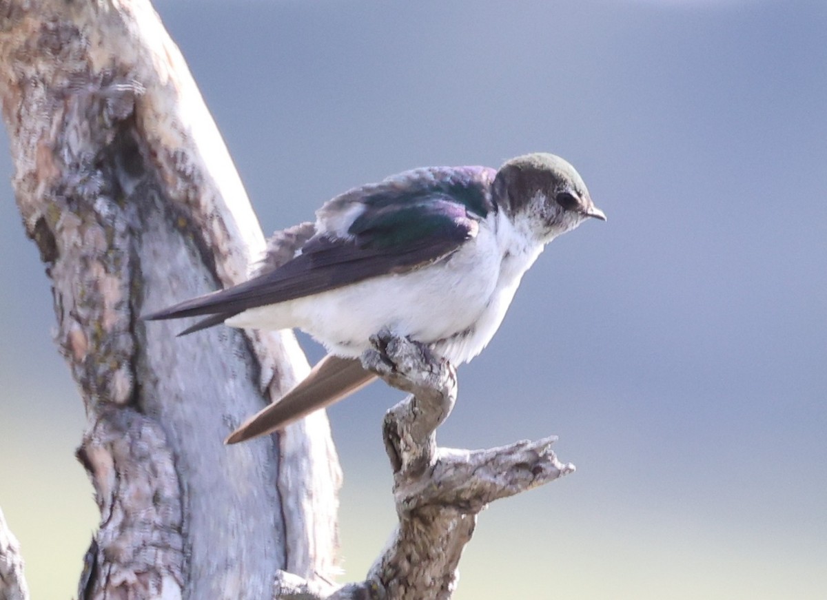 Violet-green Swallow - ML637132423