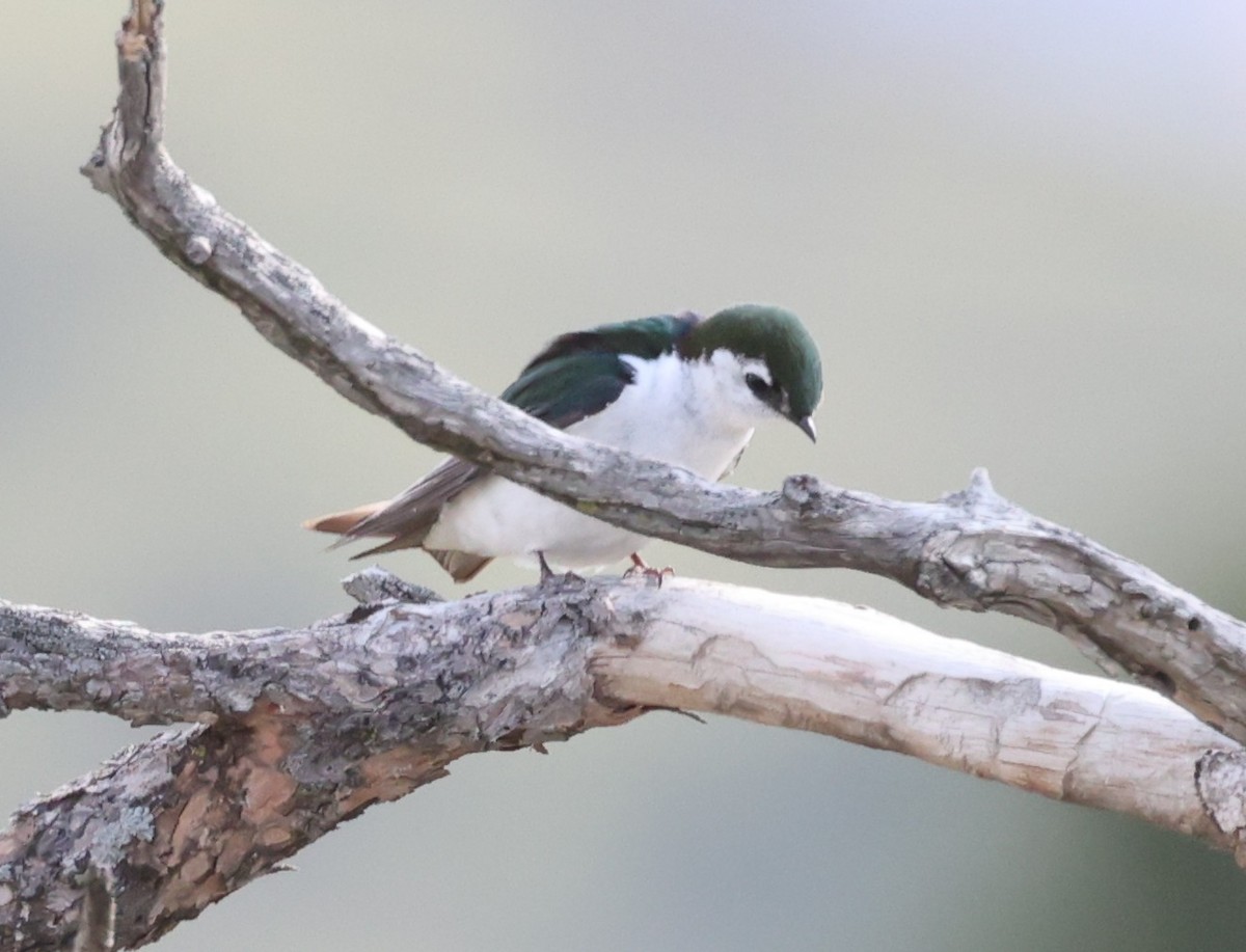 Violet-green Swallow - ML637132517