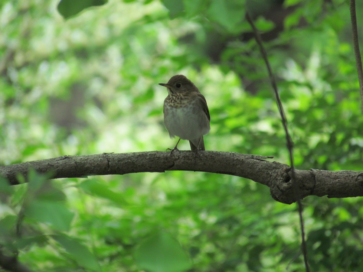 Gray-cheeked Thrush - ML637132548