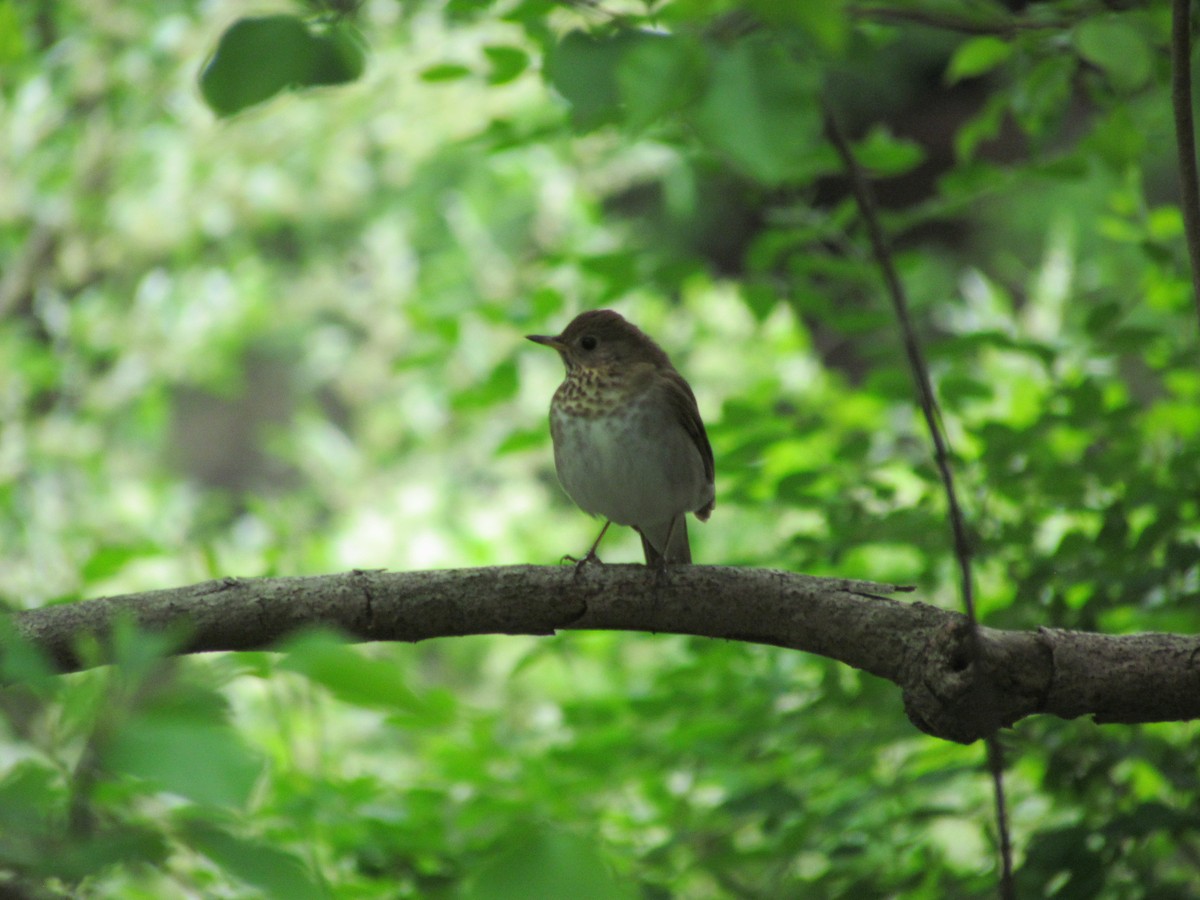 Gray-cheeked Thrush - ML637132549