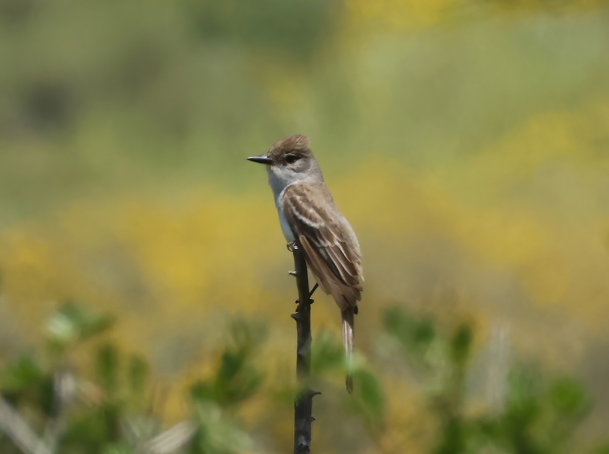 Ash-throated Flycatcher - ML637132550