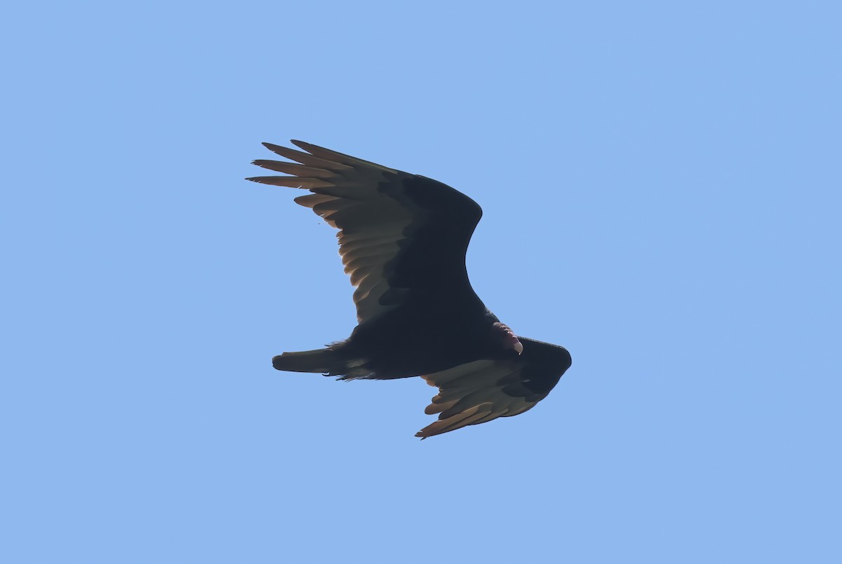 Turkey Vulture - ML637132574