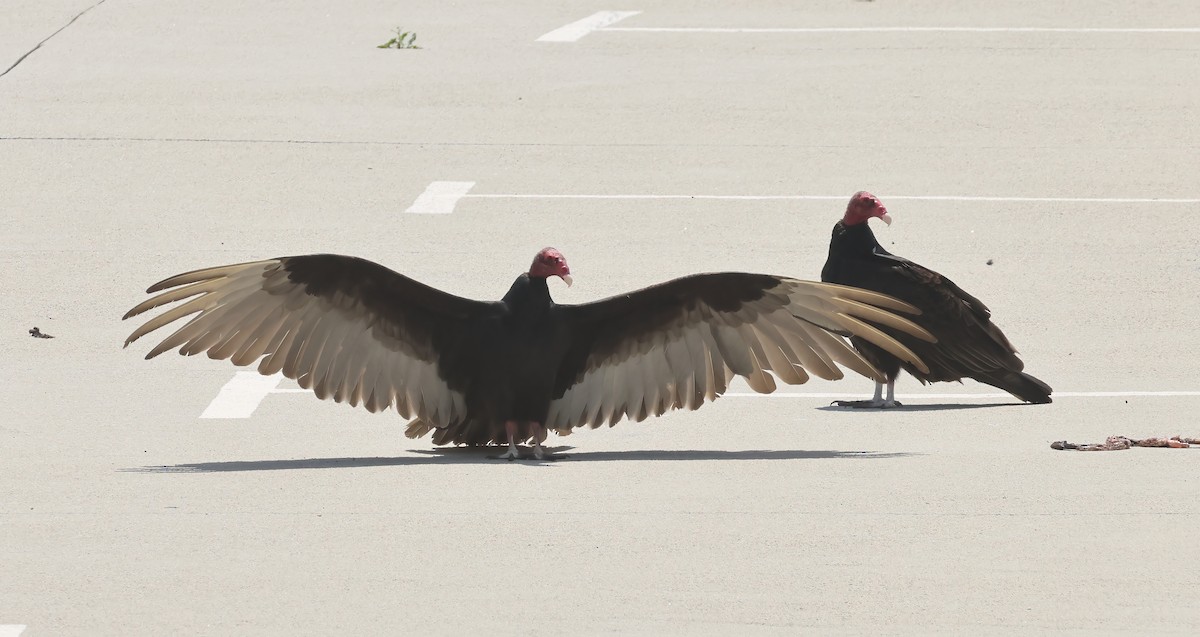 Turkey Vulture - ML637132575