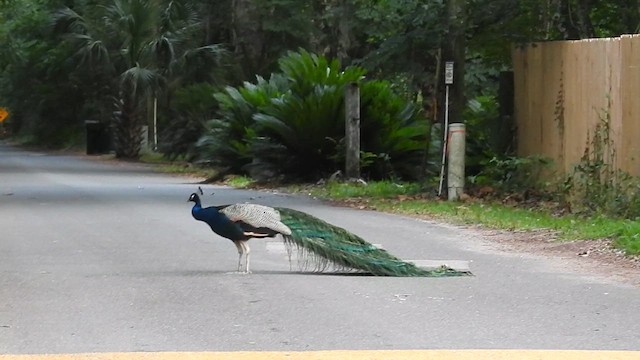 Pfau - ML637132590