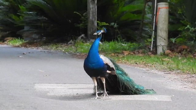 Pfau - ML637132598