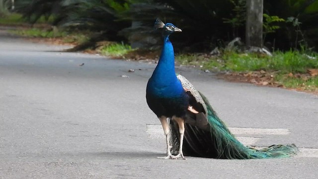 Pfau - ML637132620