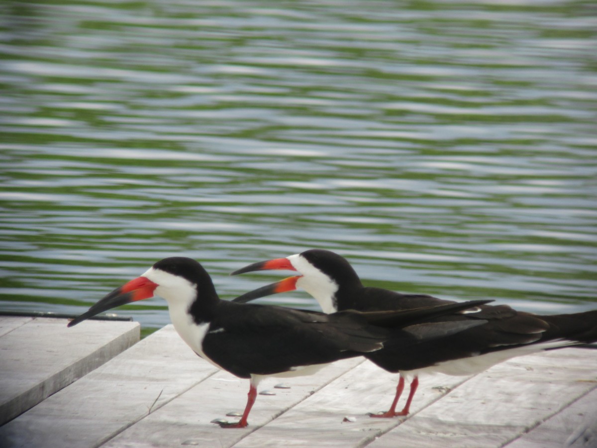 Black Skimmer - ML637132623