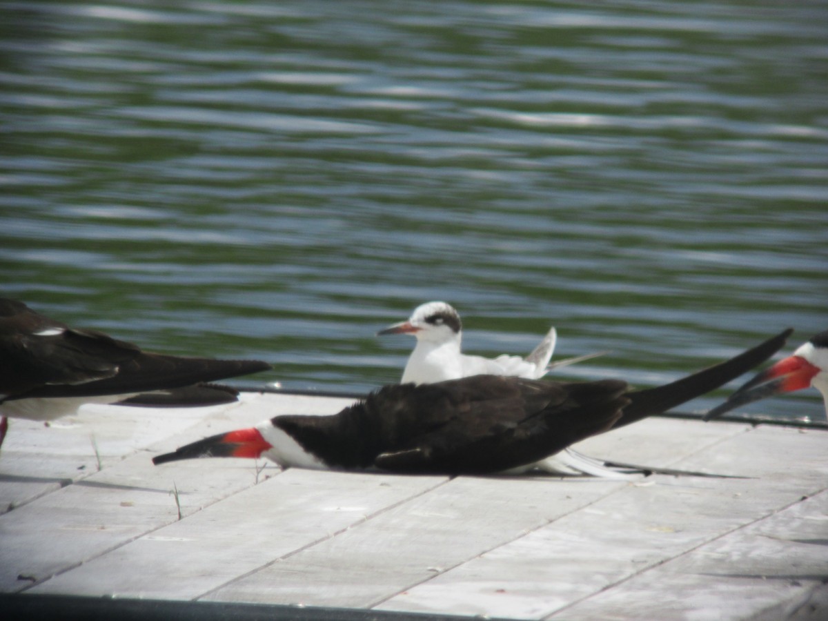 Black Skimmer - ML637132624