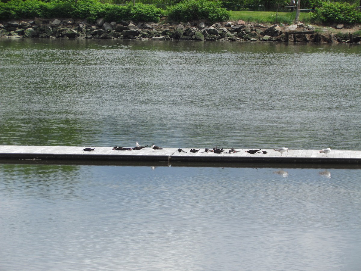 Black Skimmer - ML637132625