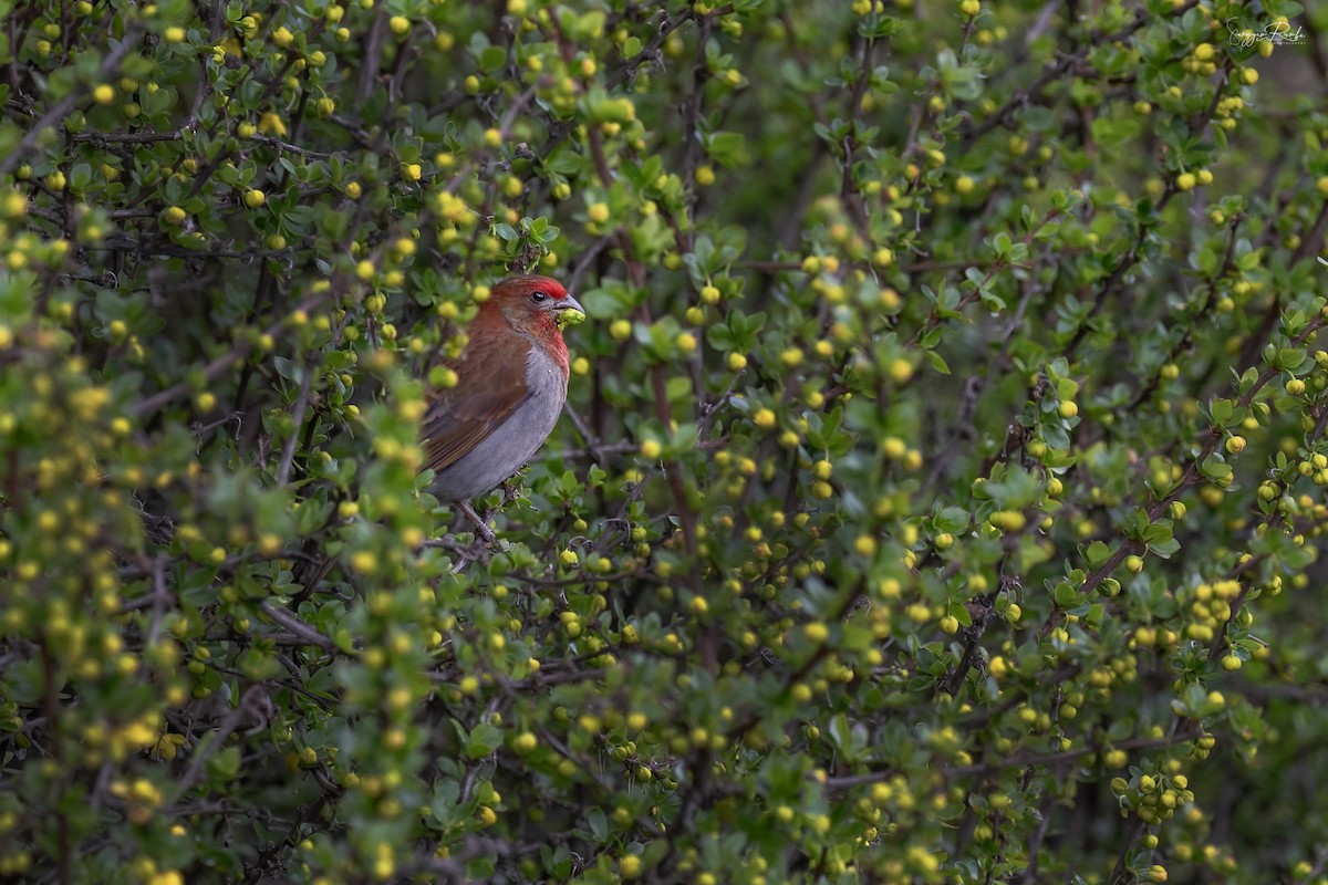 Crimson-browed Finch - ML637132730