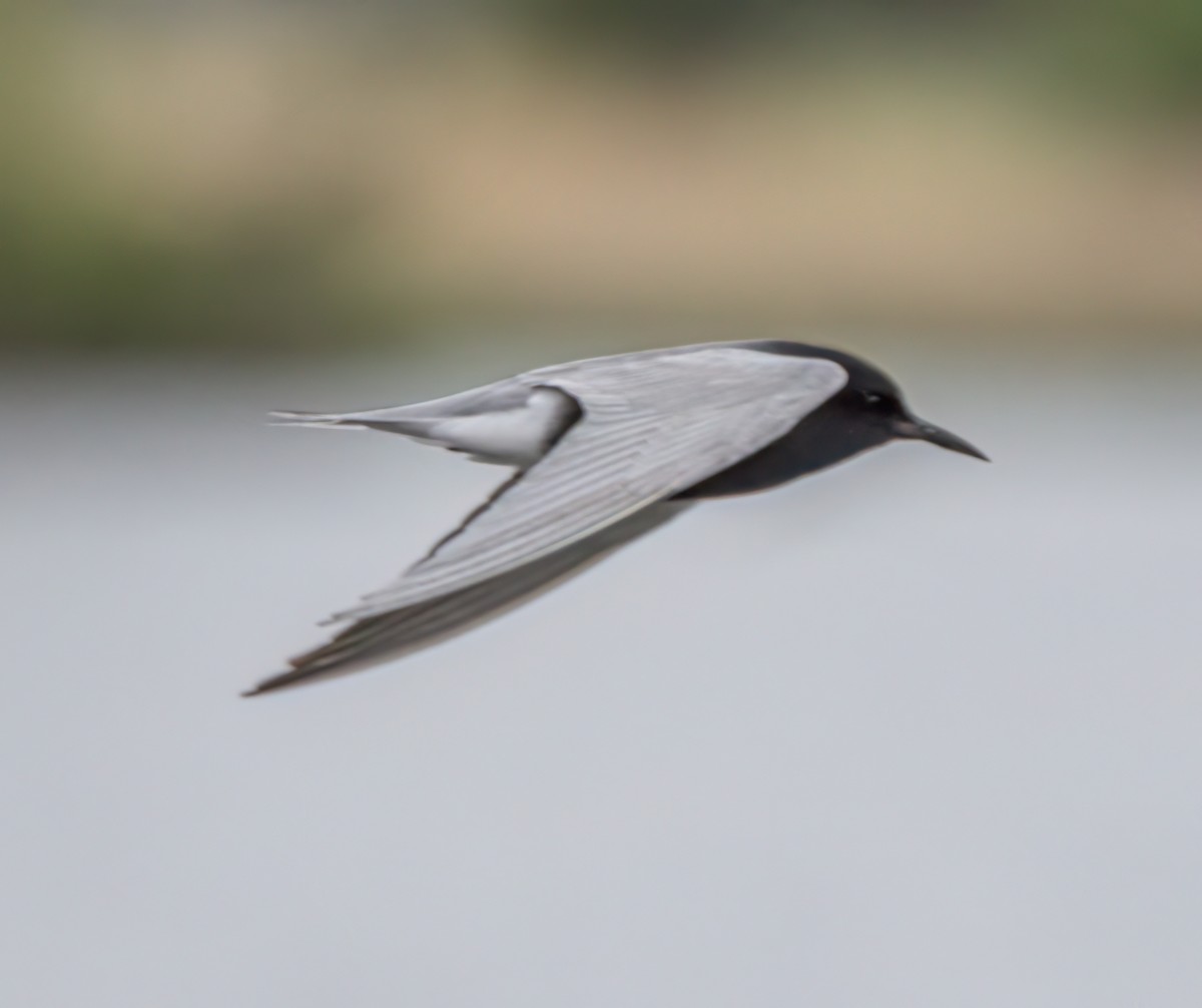 ハシグロクロハラアジサシ - ML637132735