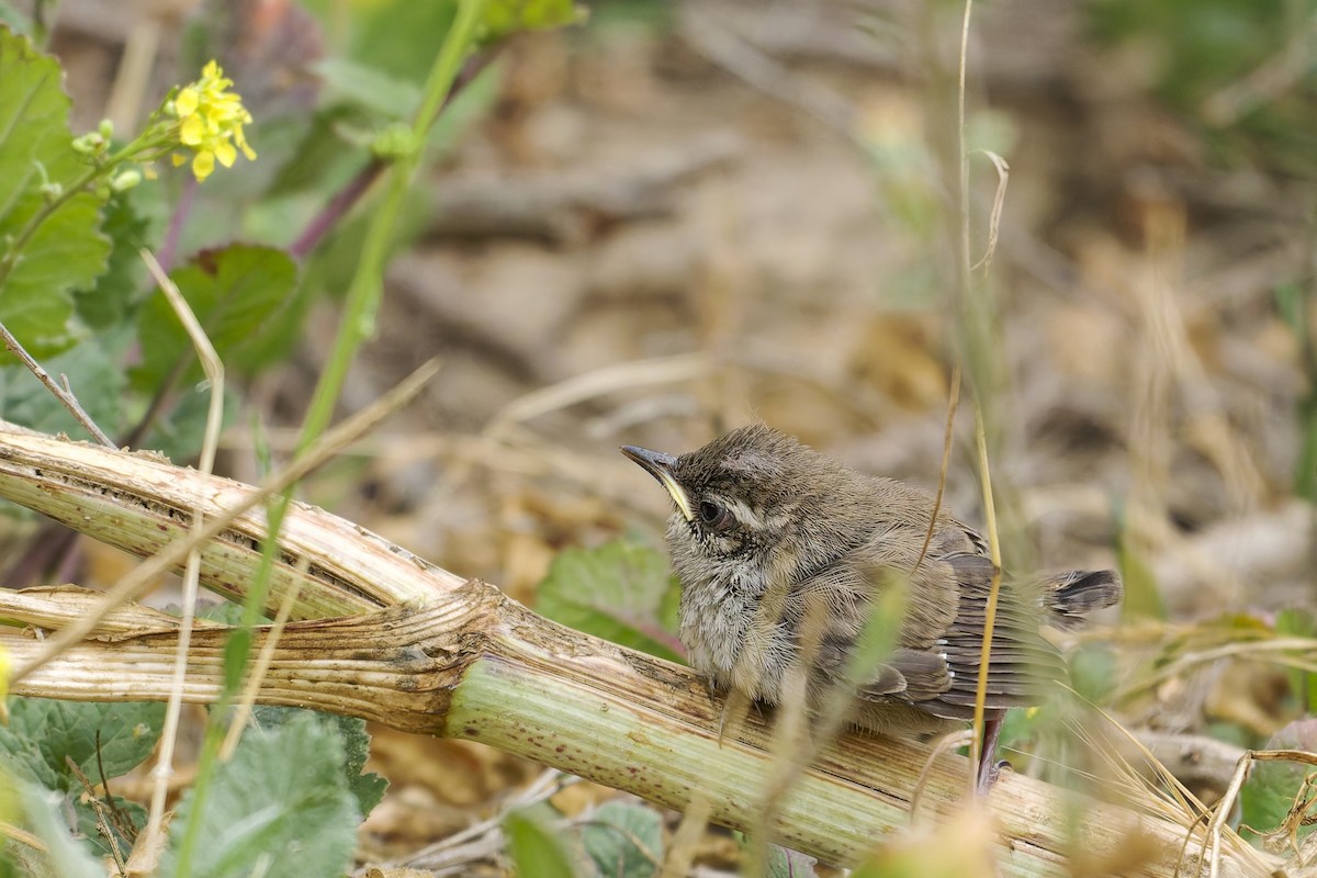 Bewick's Wren - ML637132765