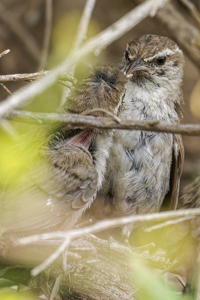 Bewick's Wren - ML637132769