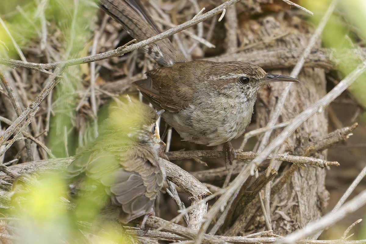 Bewick's Wren - ML637132774