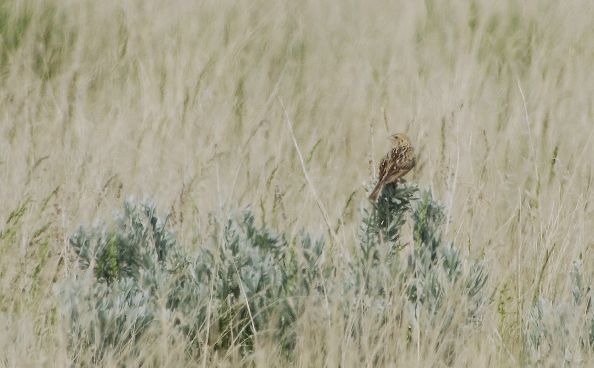 Baird's Sparrow - ML637132811
