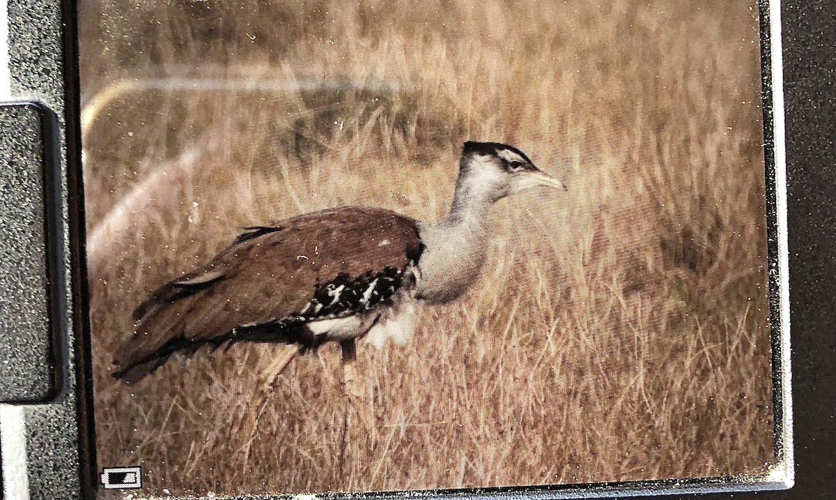Australian Bustard - ML637132879