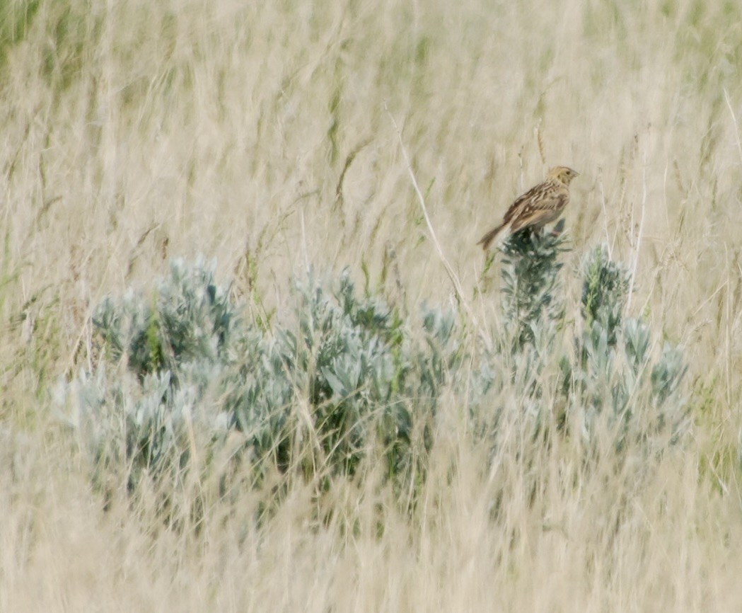 Baird's Sparrow - ML637132909
