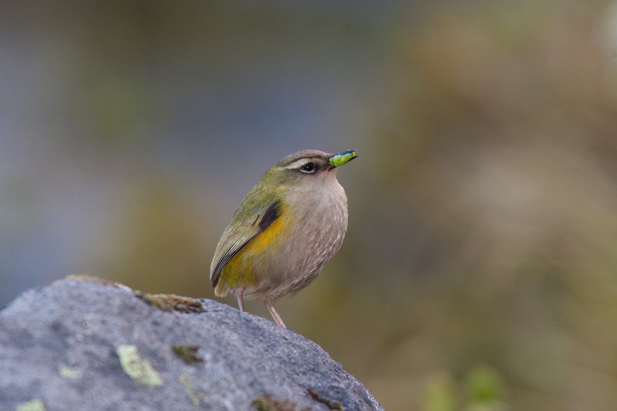 South Island Wren - ML637132944