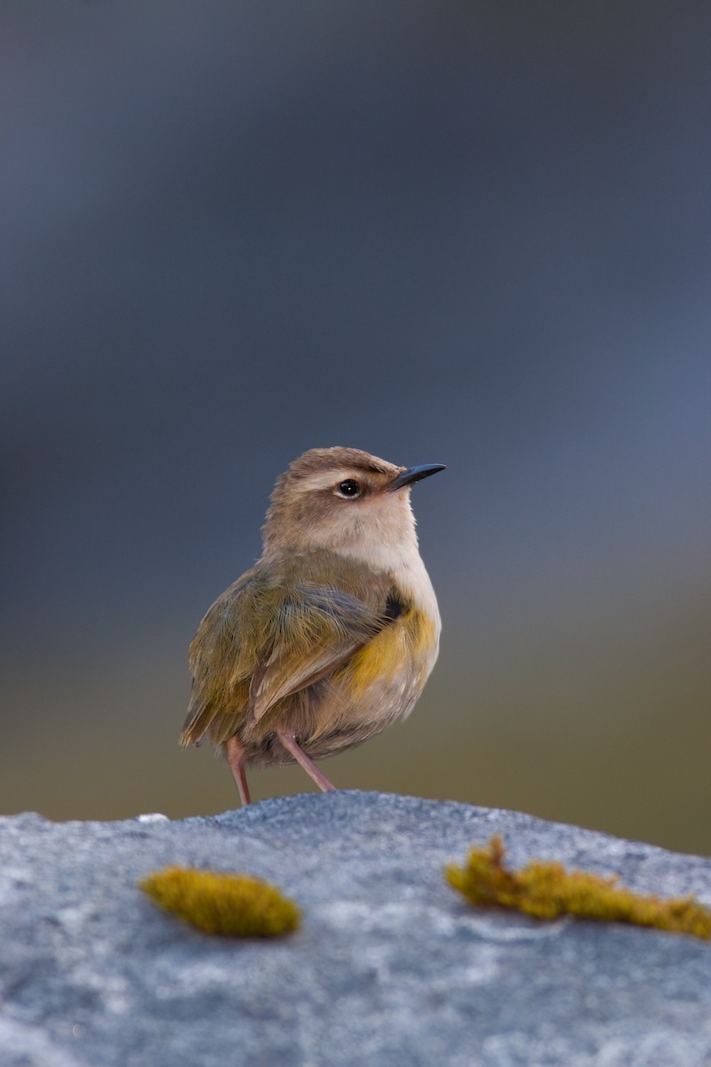 South Island Wren - ML637132945