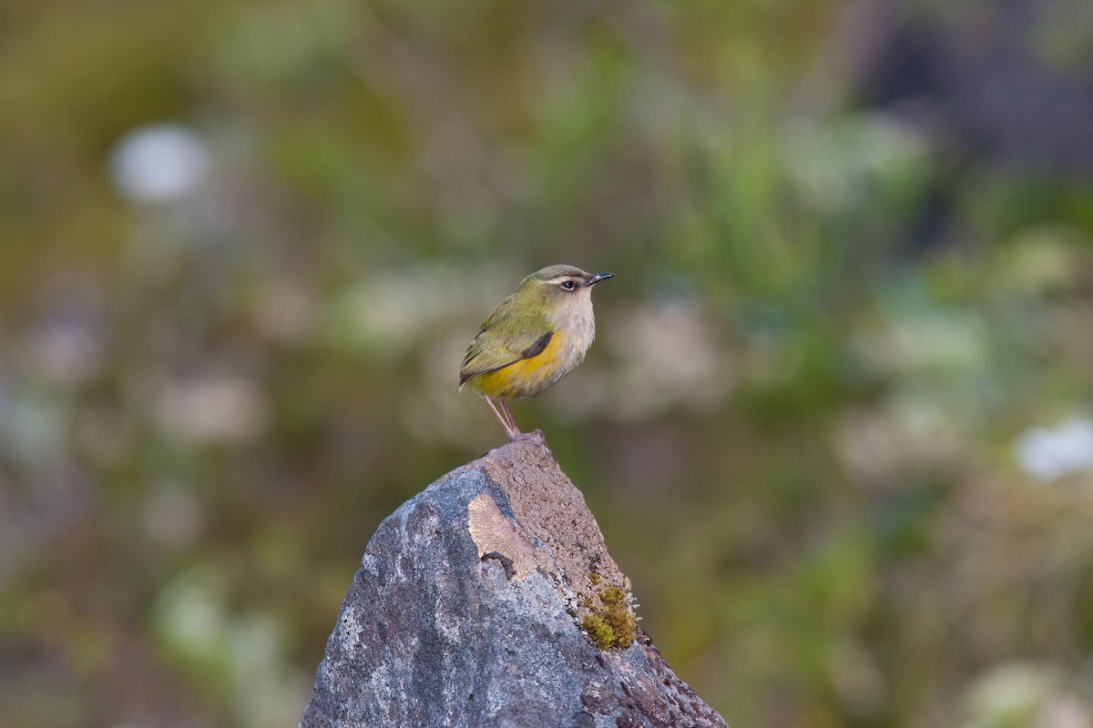 South Island Wren - ML637132992