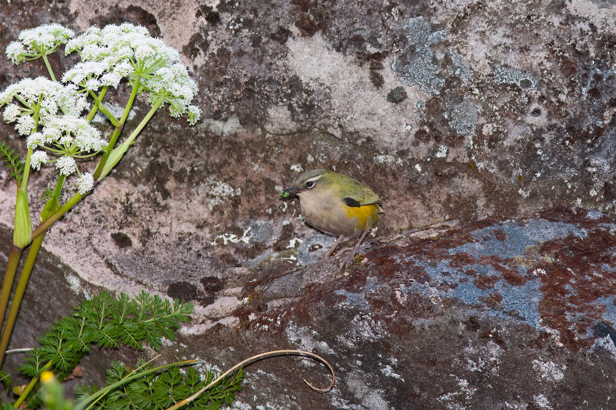 South Island Wren - ML637132993