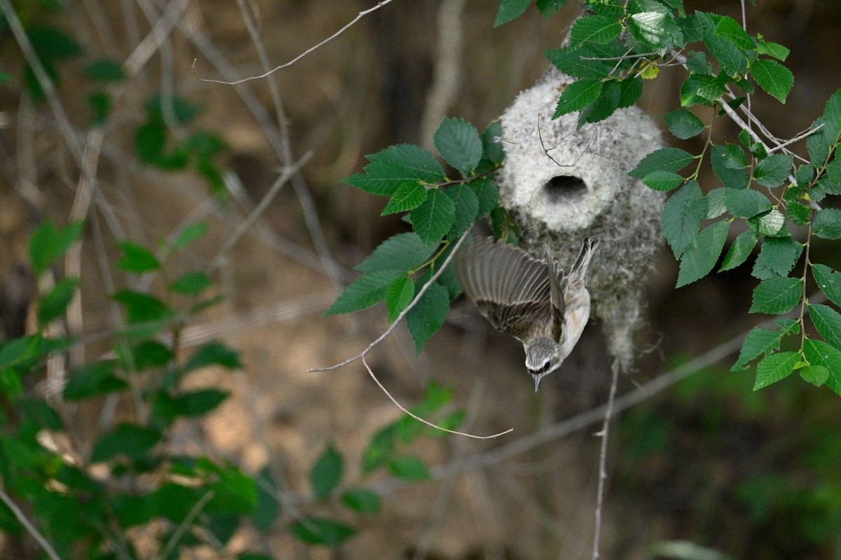 Chinese Penduline-Tit - Guangfeng Shao
