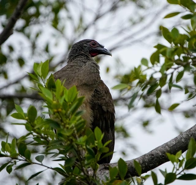 West Mexican Chachalaca - ML637133150