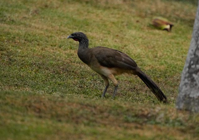 West Mexican Chachalaca - ML637133151