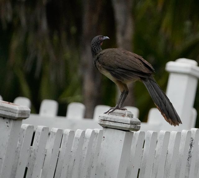West Mexican Chachalaca - ML637133152