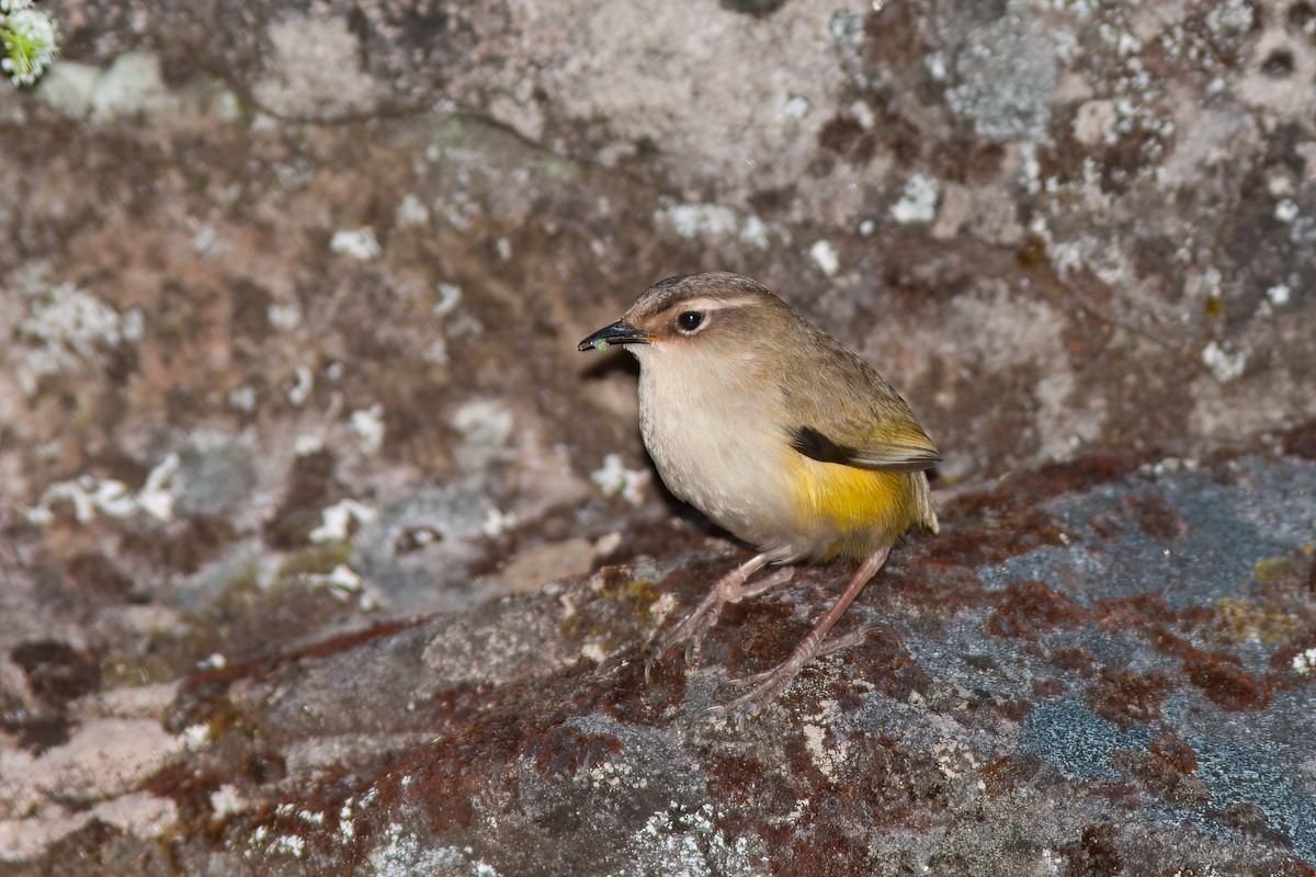 South Island Wren - ML637133192