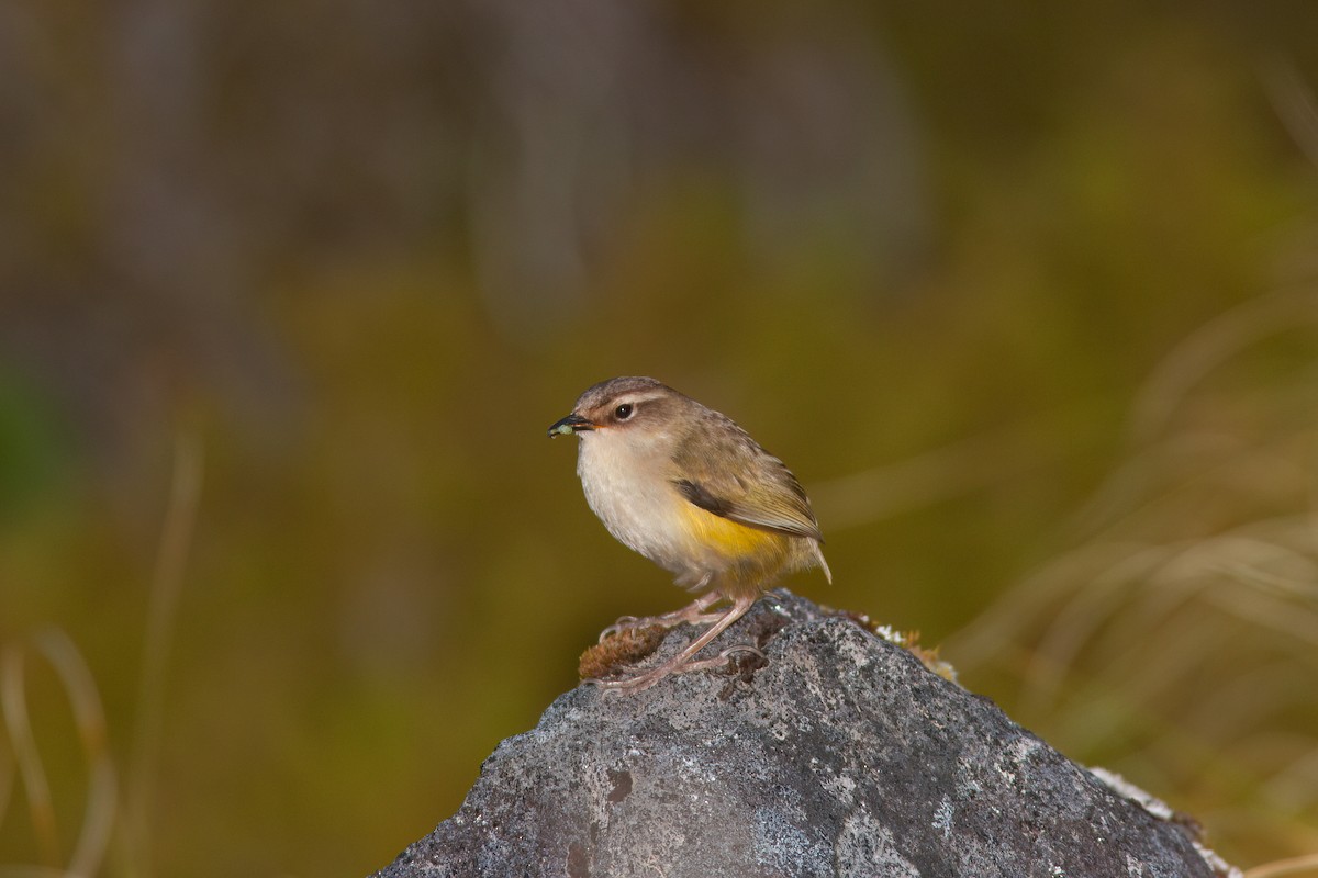 South Island Wren - ML637133193