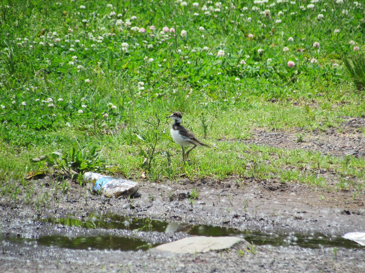 Killdeer - ML637133228