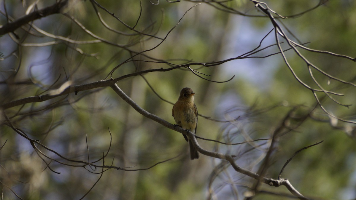 Buff-breasted Flycatcher - ML637133261