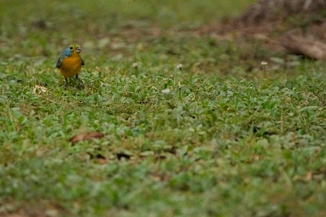 Orange-breasted Bunting - ML637133374
