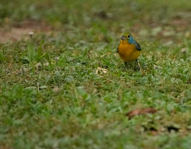 Orange-breasted Bunting - ML637133375