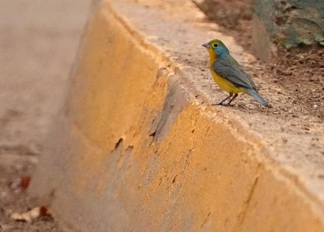 Orange-breasted Bunting - ML637133376