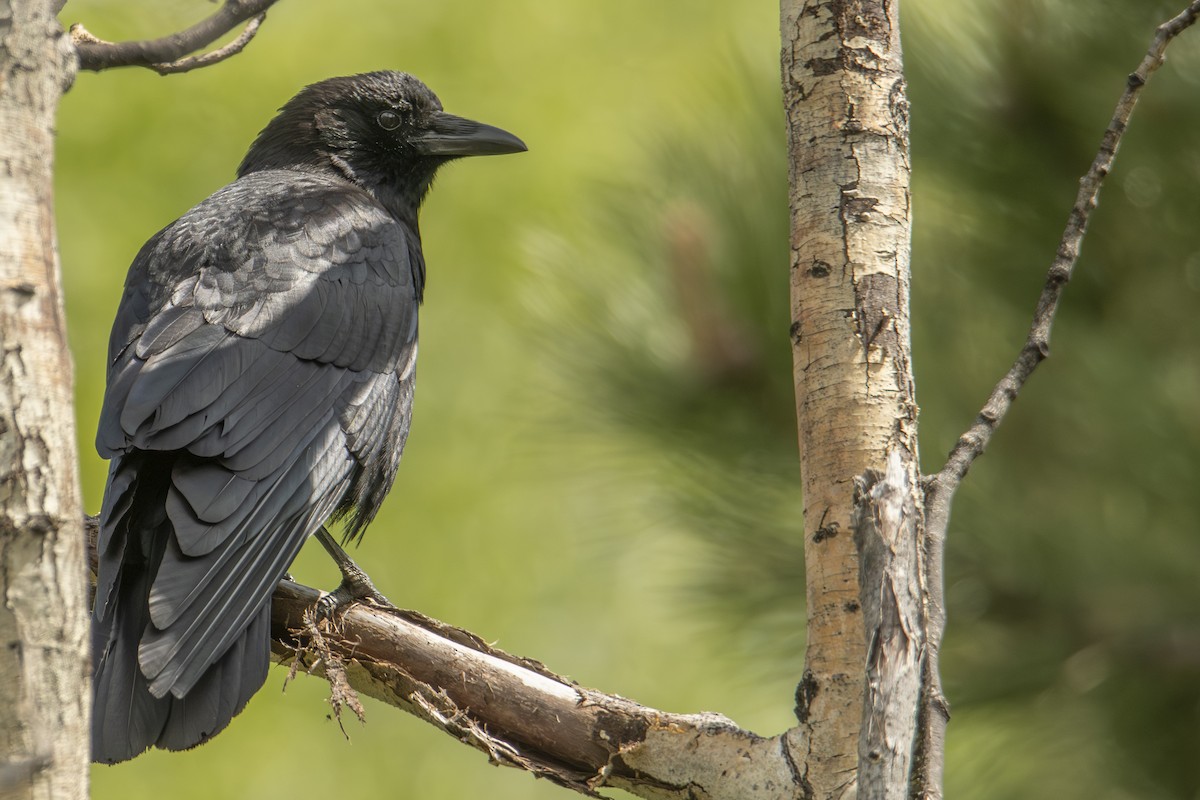 American Crow - ML637133384